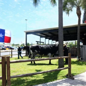Longhorns on display at Imagen Venues, a turn-key corporate event venue in Houston