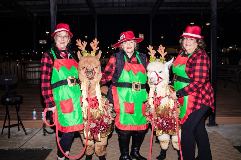 Alpacas in reindeer antlers with handlers at a Houston holiday party